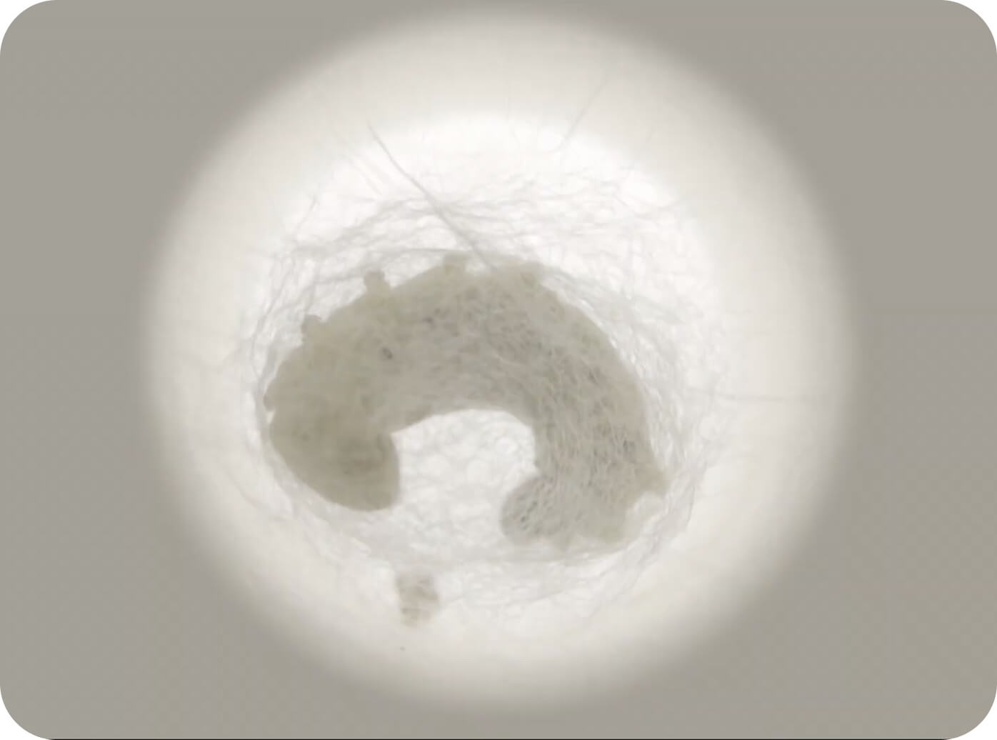 Silkworm cocoon